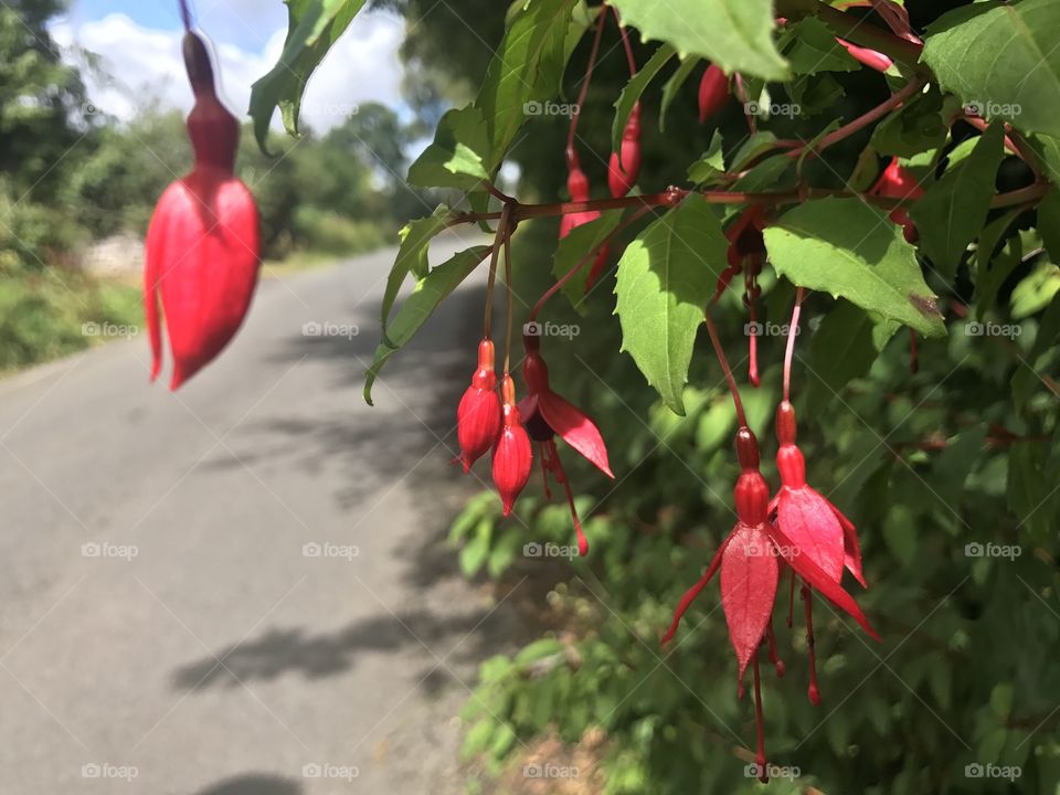 Flowers roadside