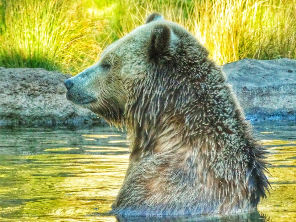Majestic Grizzly Bear Taking A Bath