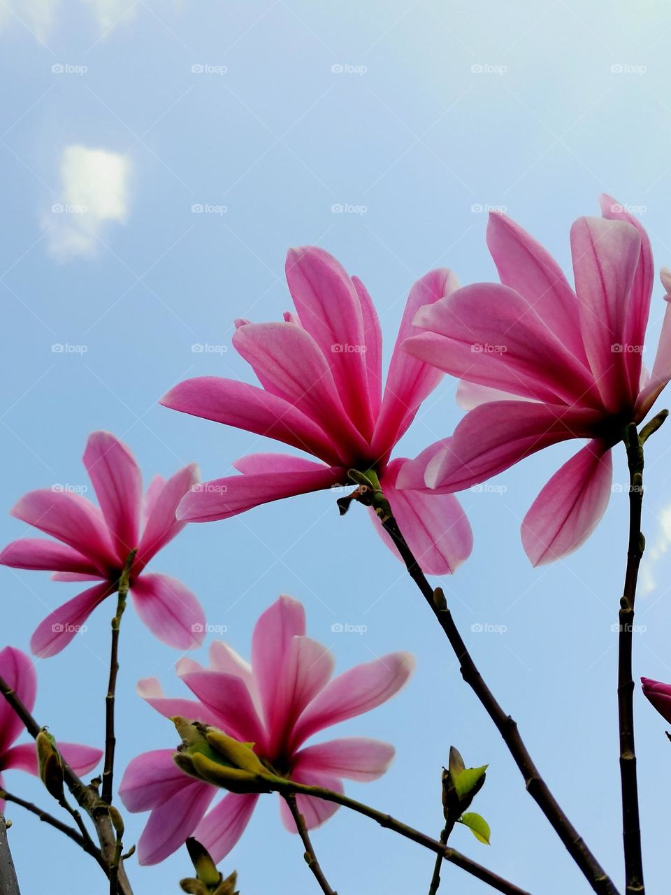 This is Springtime. Blooming. Beautiful magnolia blossoms.