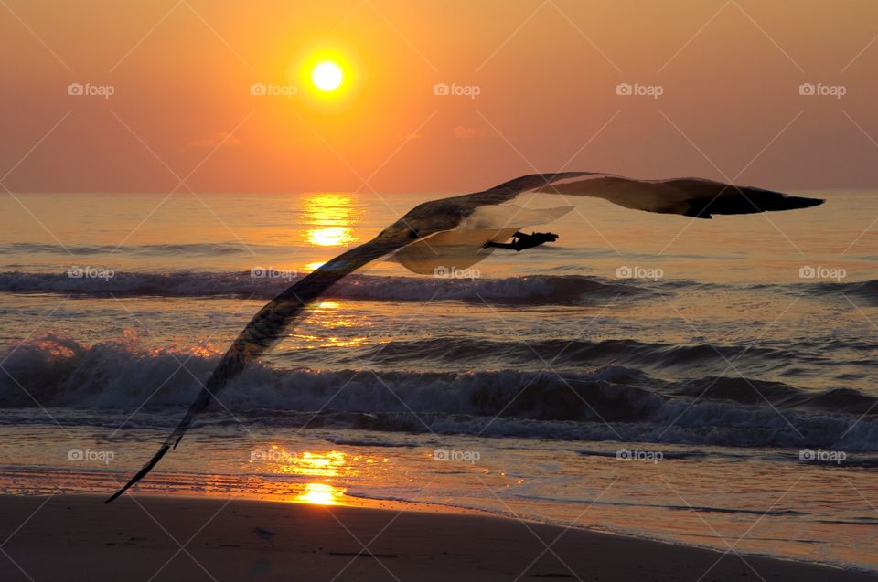 Double exposure of seagull flying over sand and sunrise on beach with crashing waves