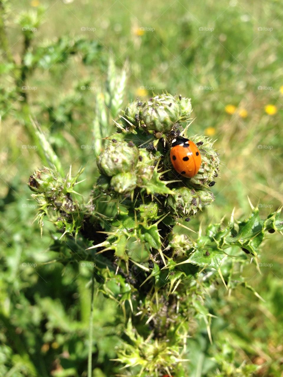 lady bug 