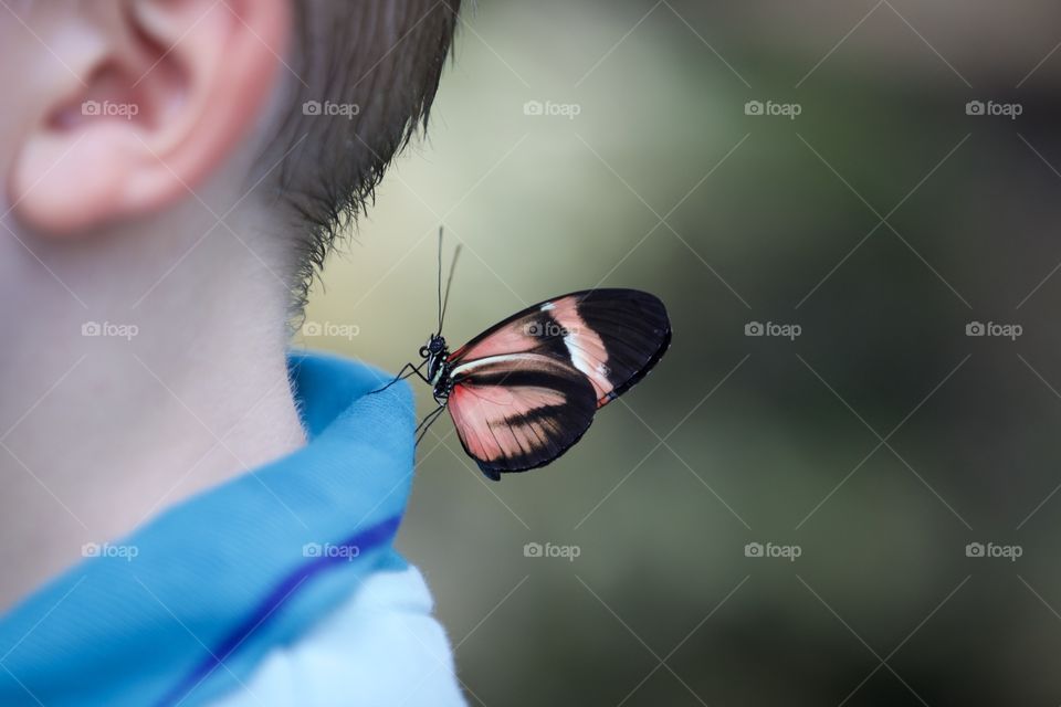 Little butterfly landed on the collar of a shirt. Beautiful and serene 