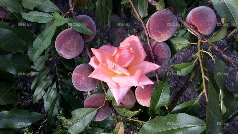 peach and rose. in a beautiful garden,  fruits and flowers grow together