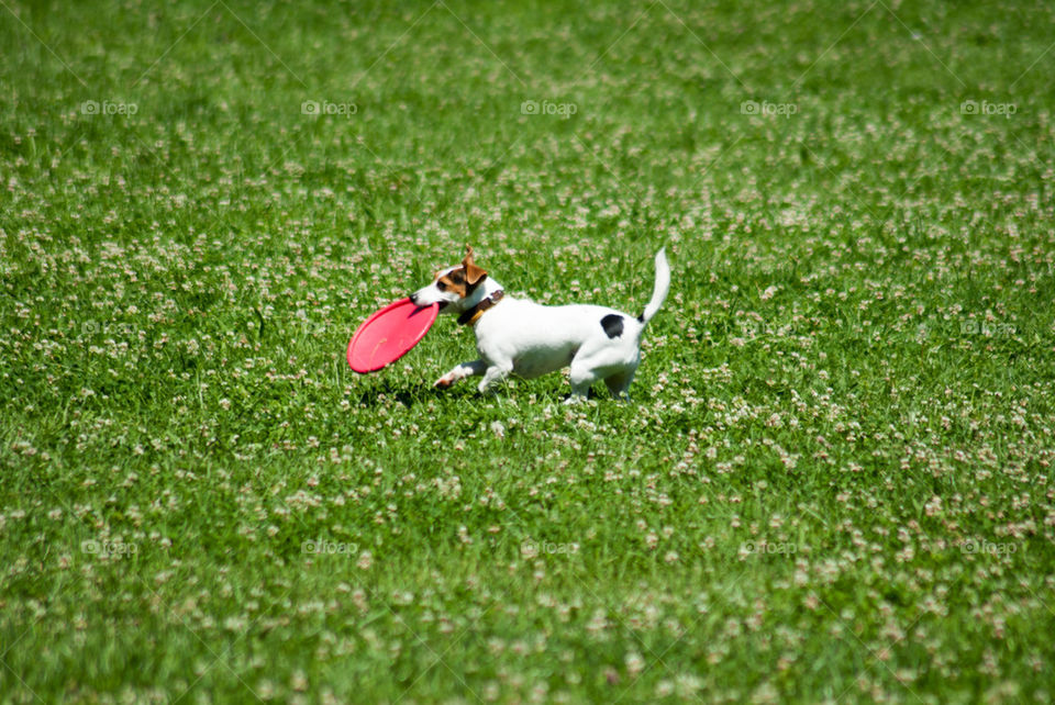 Dog with frisbee