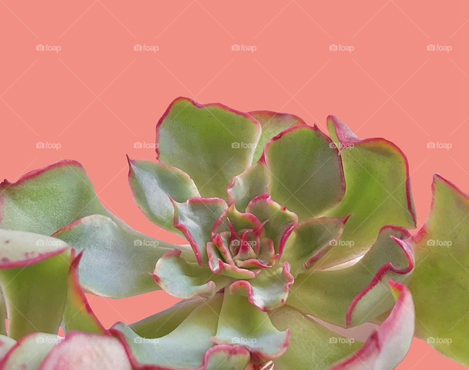 Backgrounds, copy space, succulent against orange background 