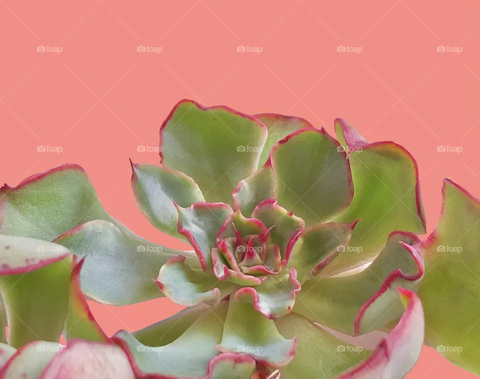 Backgrounds, copy space, succulent against orange background 
