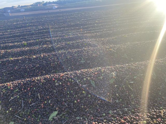 Beautiful coffee beans drying