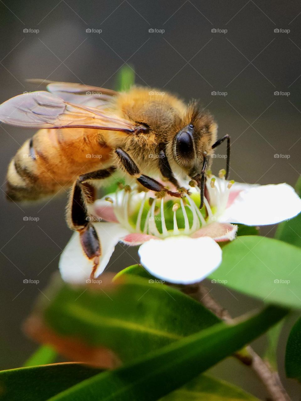 macro bee