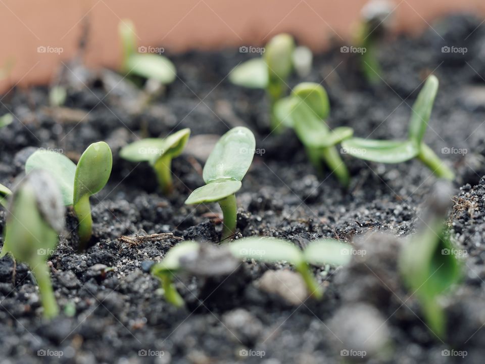 Close up of sprouting sunflower seeds