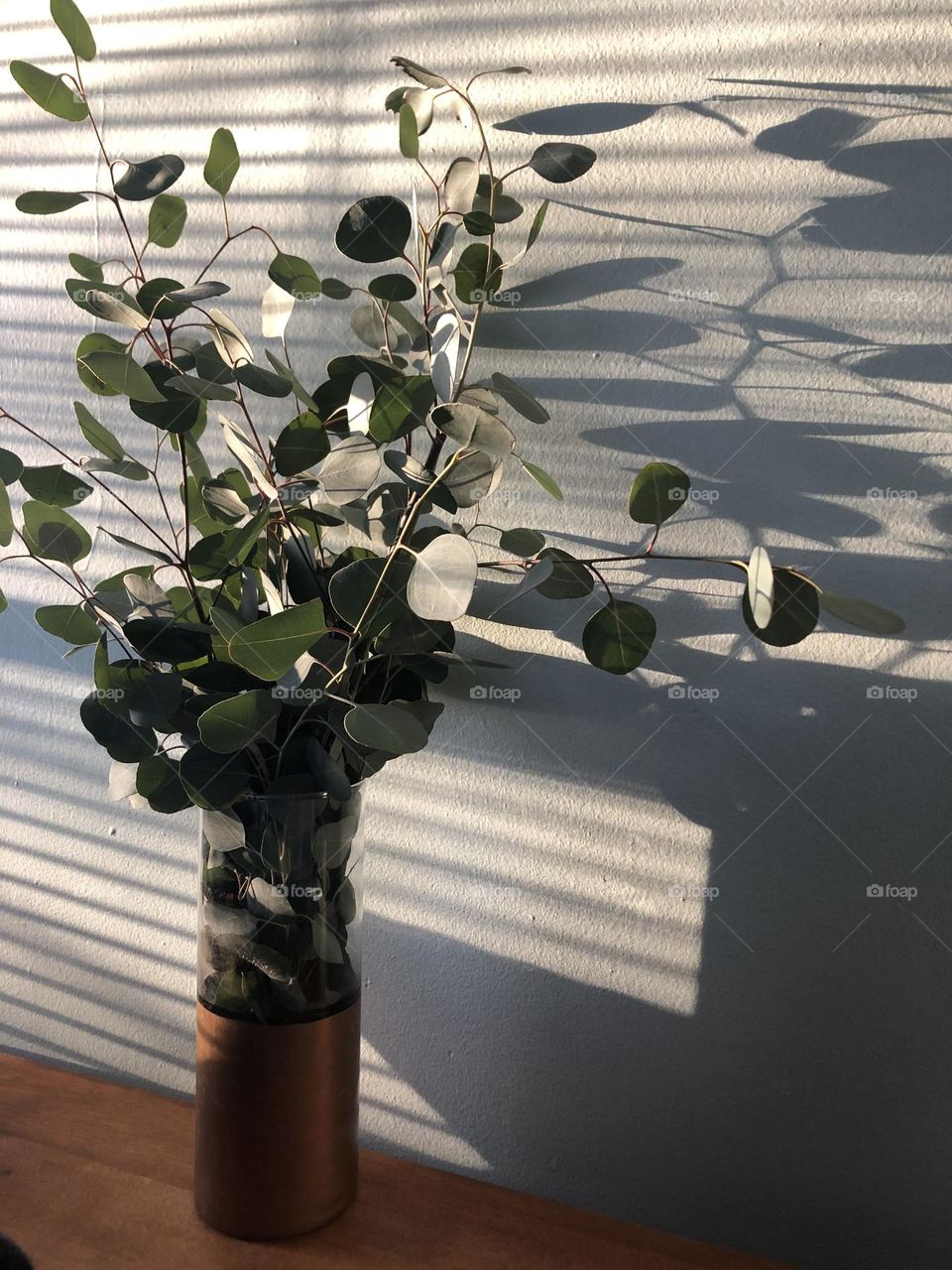 Eucalyptus shadow