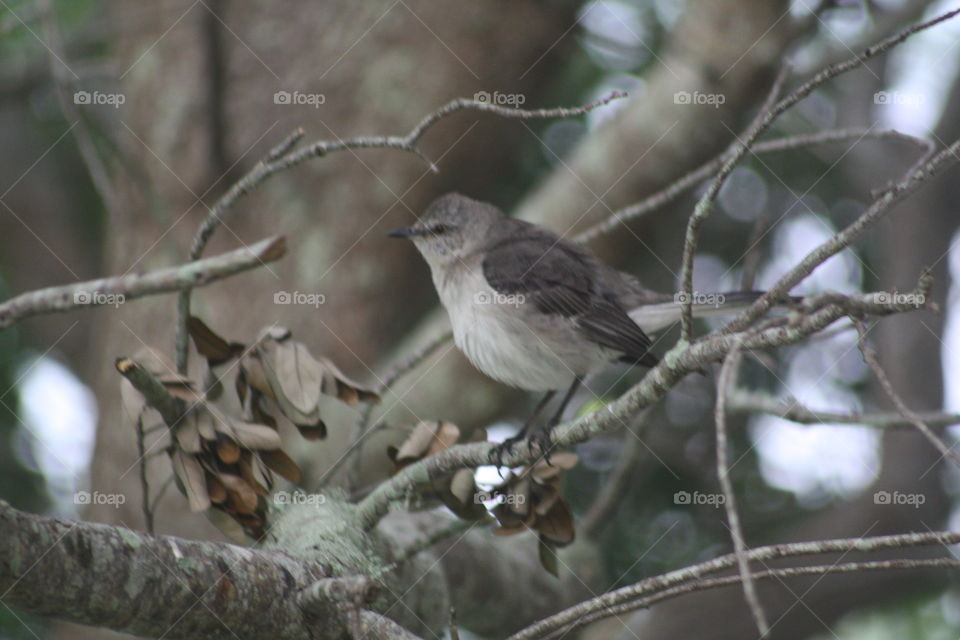 Portrait of small bird