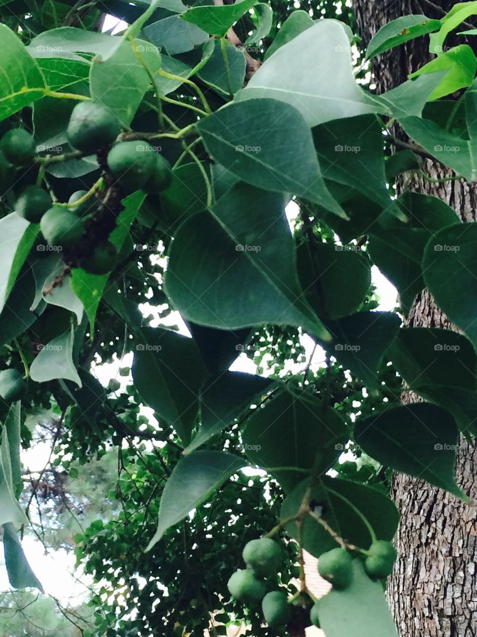 Chinese Tallow Tree 