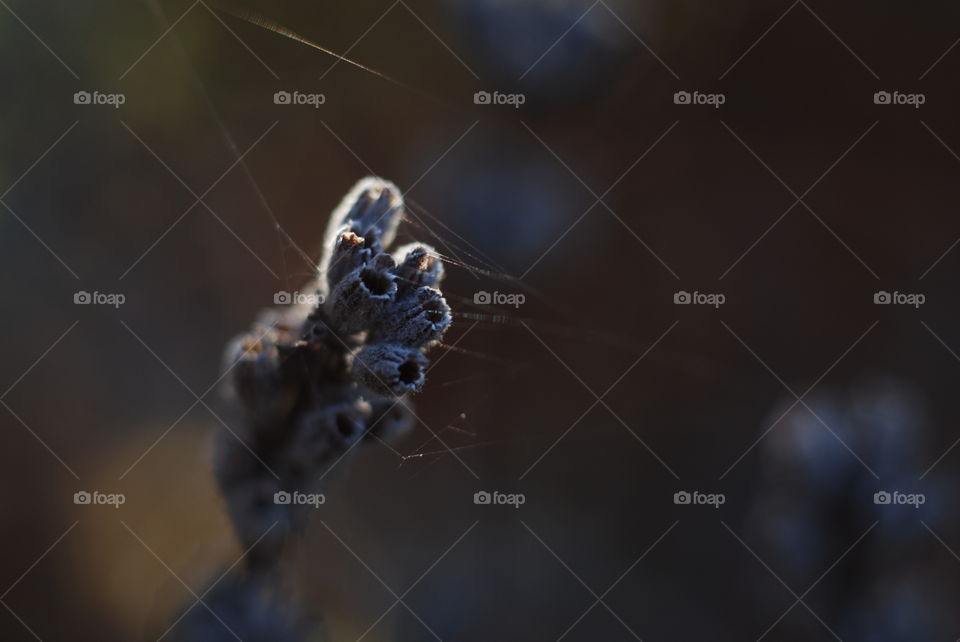 Close-up of spider web on flower bud