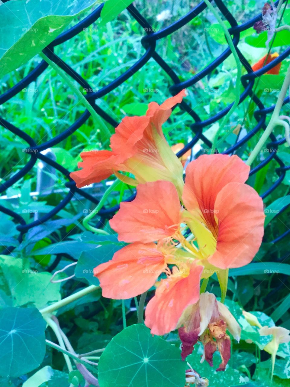 Beautiful Orange Flower next to a bright black fence, great picture and would look awesome on a website!