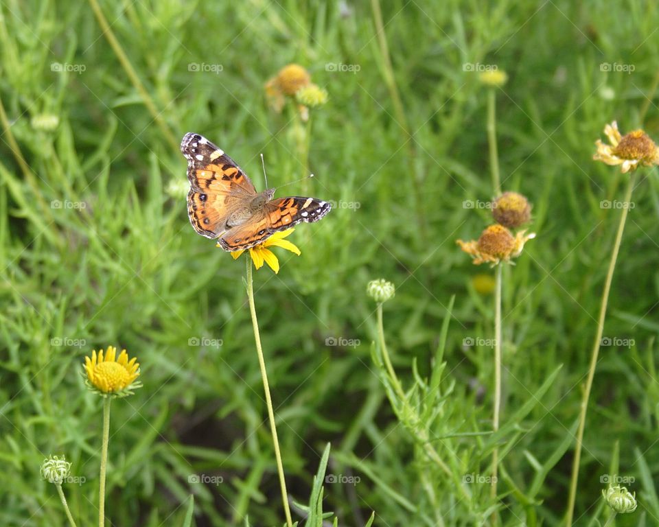 Butterfly on flower