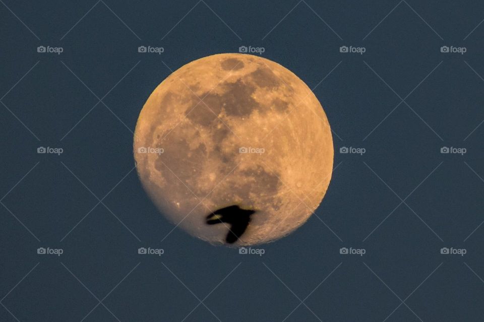 Crow flying on the foreground of moon
