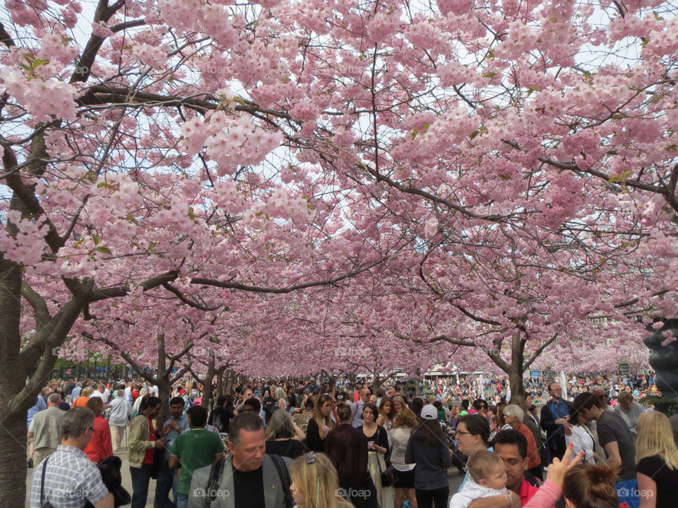 CHERRY TREES BLOOMING IN STOCKHOLM CITY