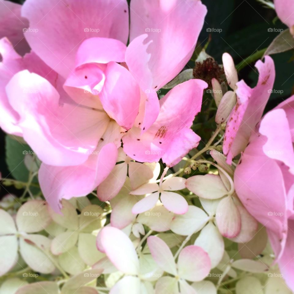 Pink & White Bouquet 
