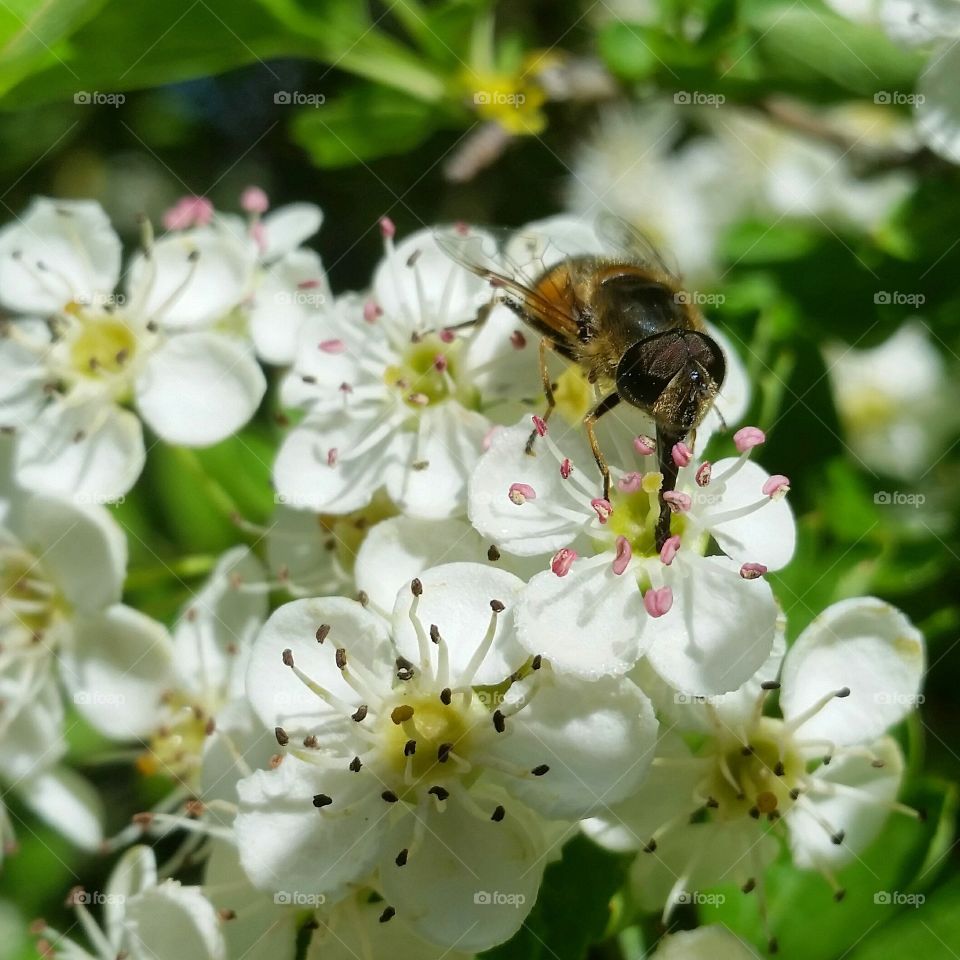 Bee