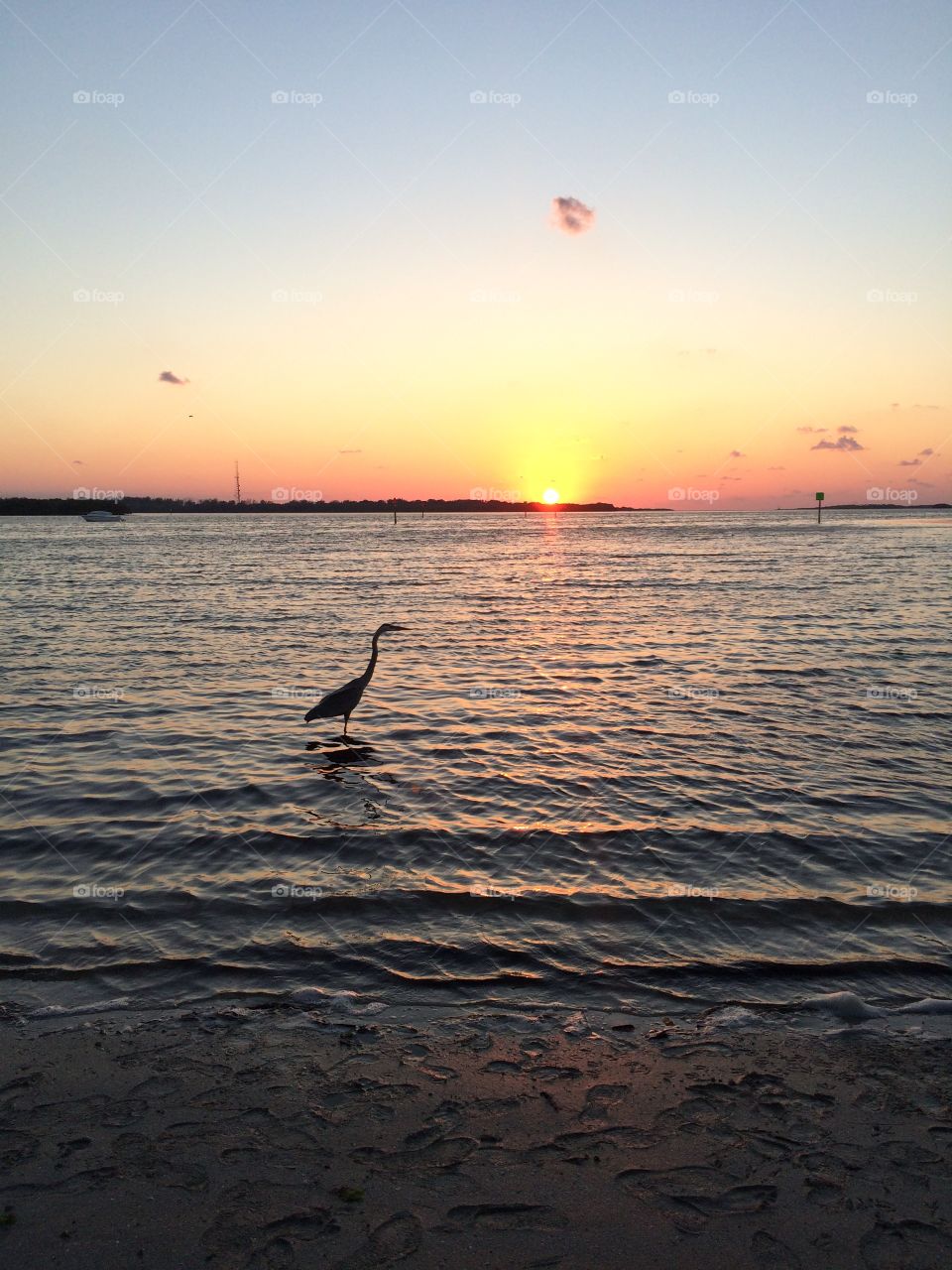 Heron at sunset at Fort Desoto