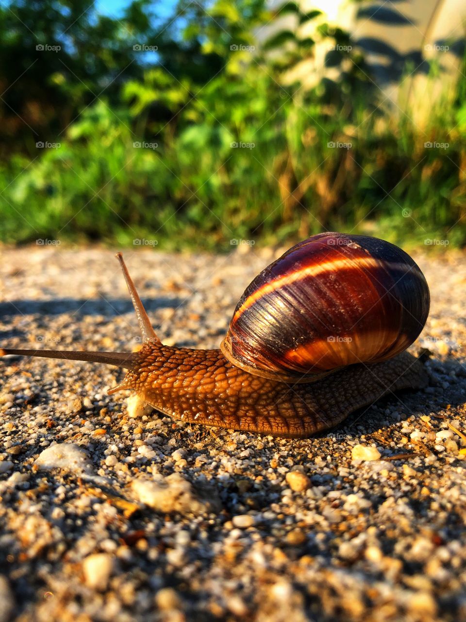 Snail 