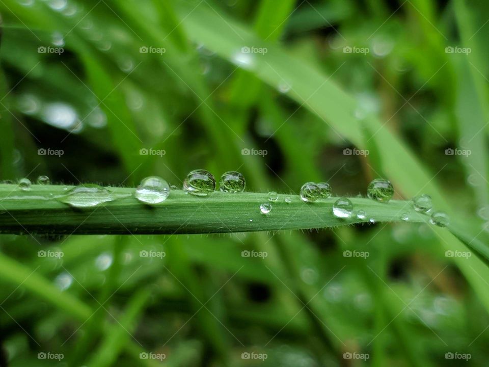 Raindrops on grass