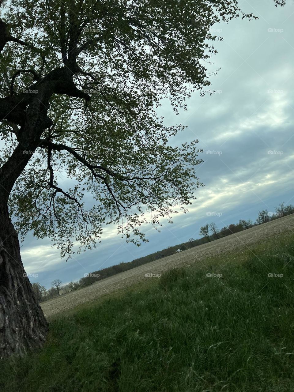 Enjoying a Spring evening looking out over a field 