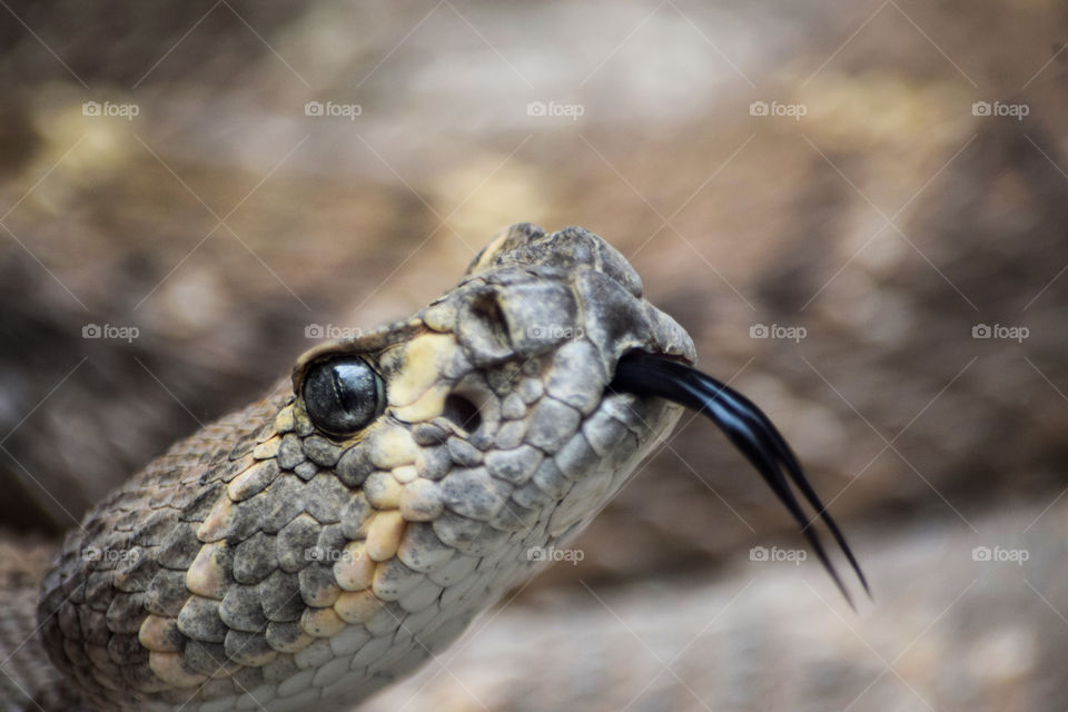 Scary rattlesnake
