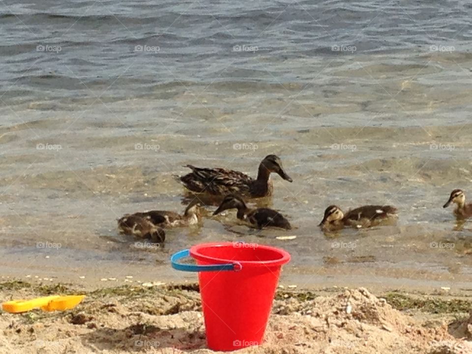 Ducks on a pond