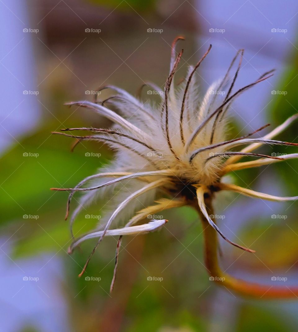 plantparts/ pulsitilla flower in the fall