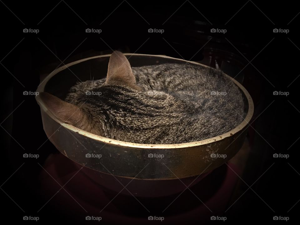 Cat in a bowl