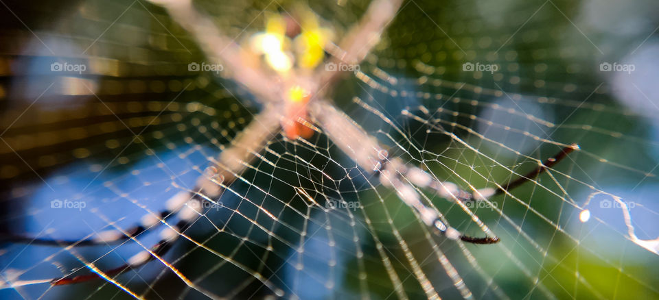 A Story of  king of hunter and net maker who finished his construction and waiting for his prey..#macro