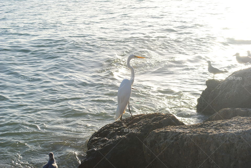 A beautiful white heron on the rocks at a beach in Key West, Florida