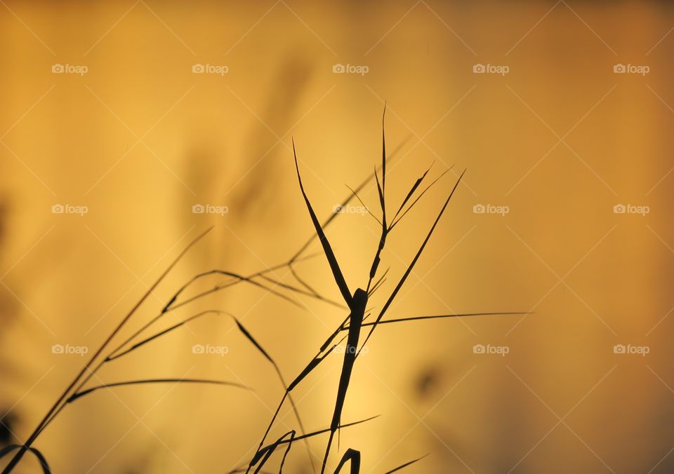 Grass in  autumn sunset
