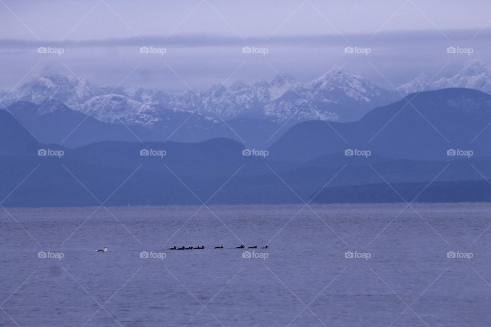 A small flock of seabirds are floating on the calm blue ocean. The backdrop reveals old mountains worn and shaped by time and behind them snowcapped crags.  A stunningly beautiful and serene vista. 