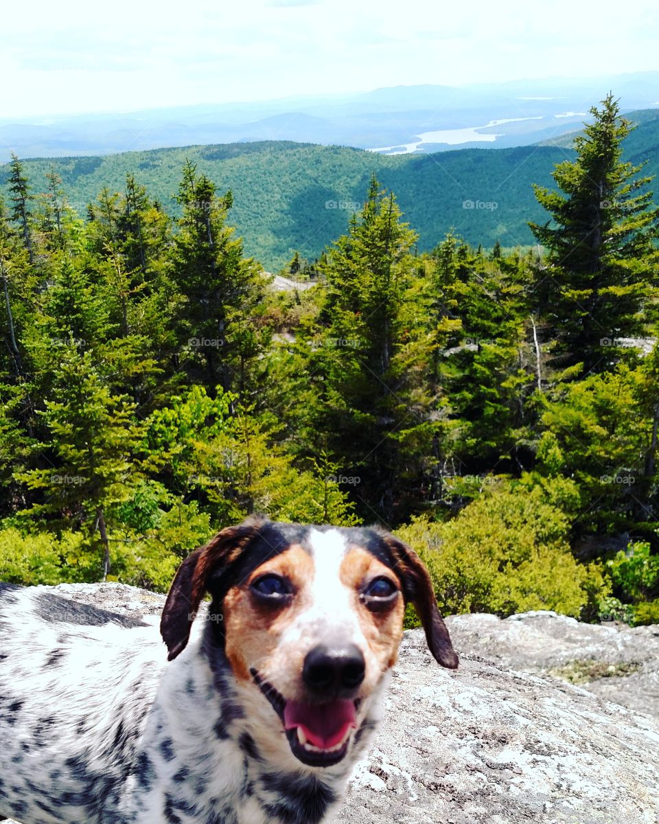 Hiking dachshund