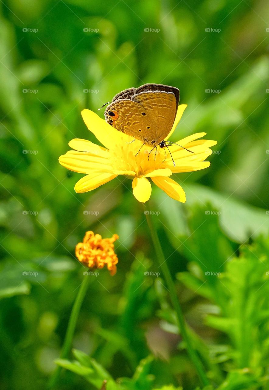 a little butterfly in the flower