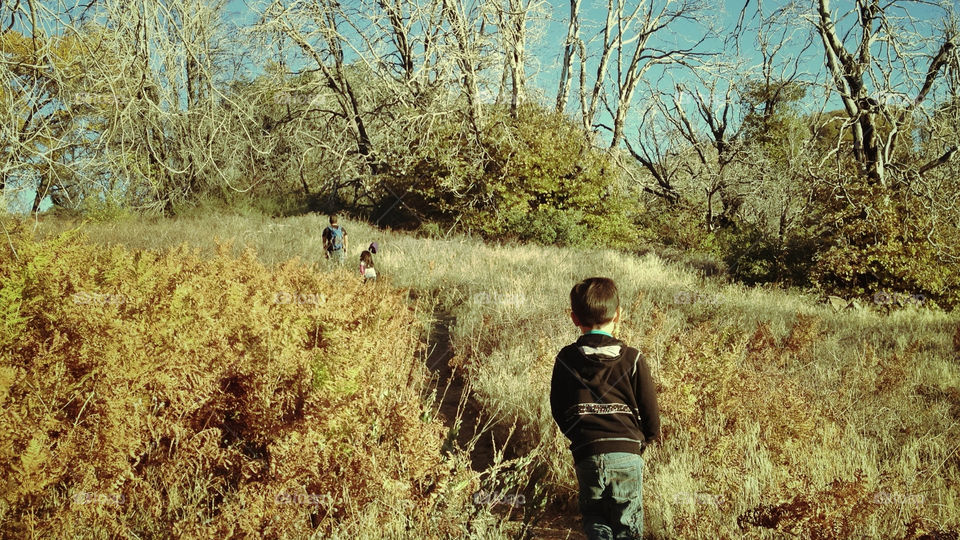 palomar mountain state park landscape outdoors woods by ninjacentral