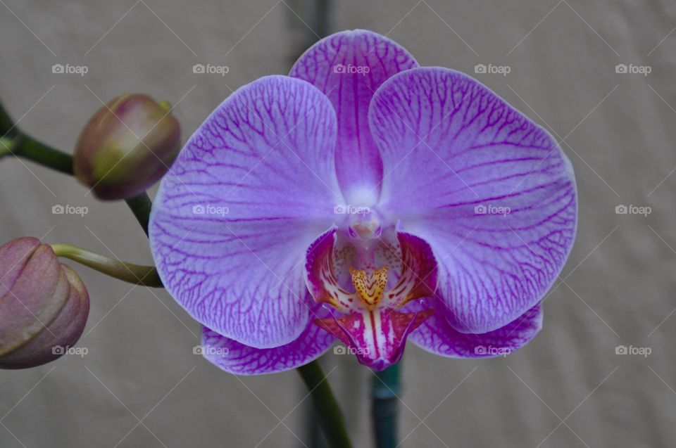 Orchid Craze