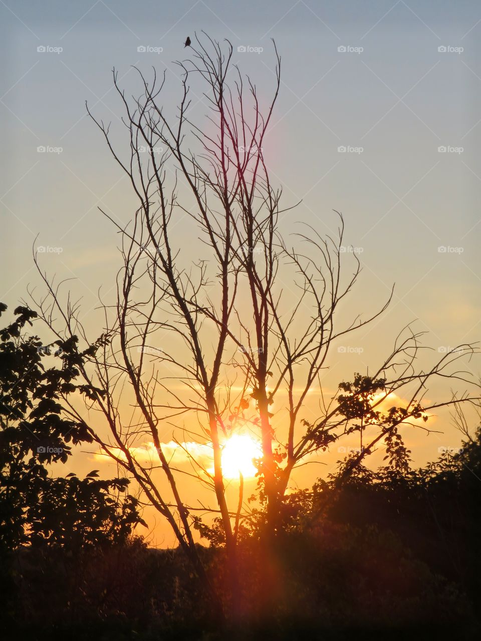 Sunset through a dead tree.