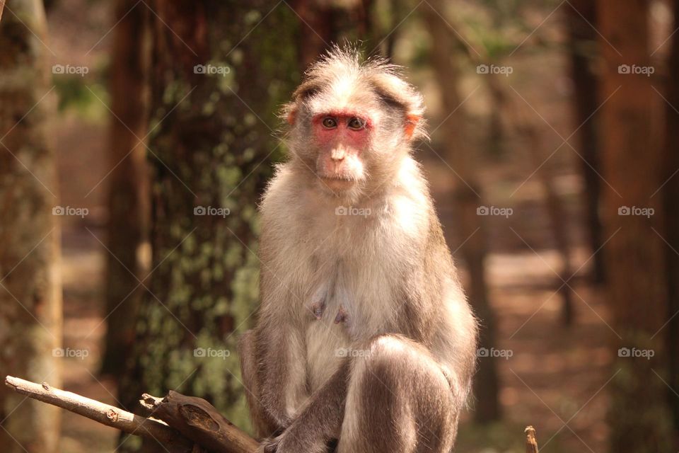 As a child, I loved to climb on the tress, like a monkey