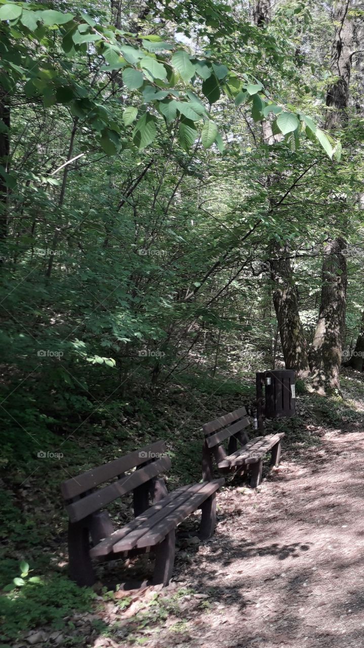 springtime in the wood