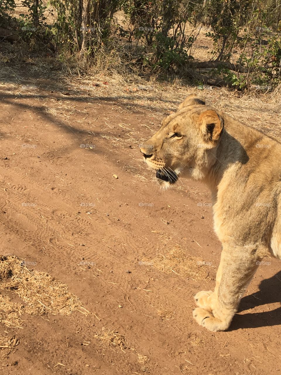 Lion during a lion walk in Zimbabwe