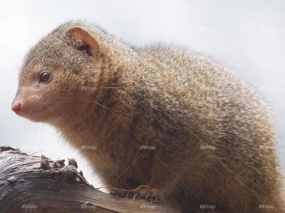 Animal Pic 1. DC pic zoo