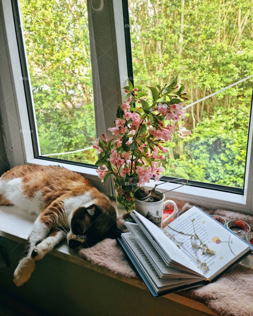 Enjoying a relaxing Sunday afternoon with my baby cat Casper. He is a great companion and he is very supportive. He was taking a nap while sunbathing here.