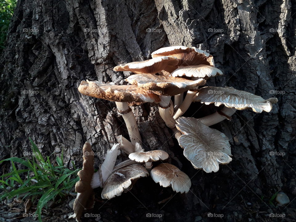 Here are likable mushrooms those I saw when I walked thourgh the my hometown, the most beautiful city in the world - Novi Sad. It's in the nice county - Serbia. Exatly, it is in the north of Serbia - Vojvodina.