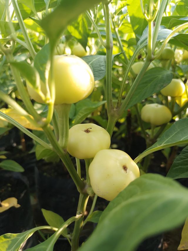 PAPRIKA PEPPER