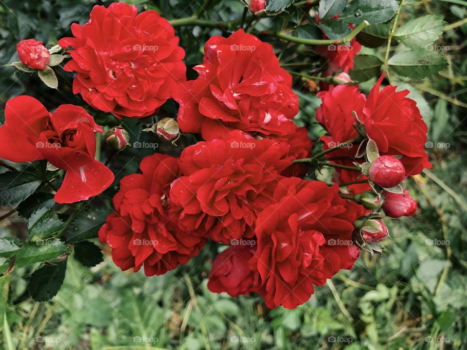 Closeup of beauty roses