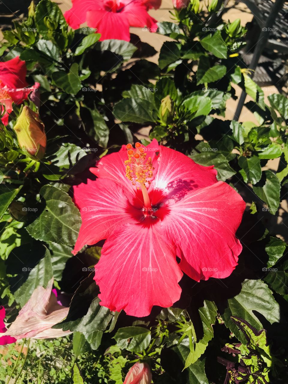 Red flower in the sun 