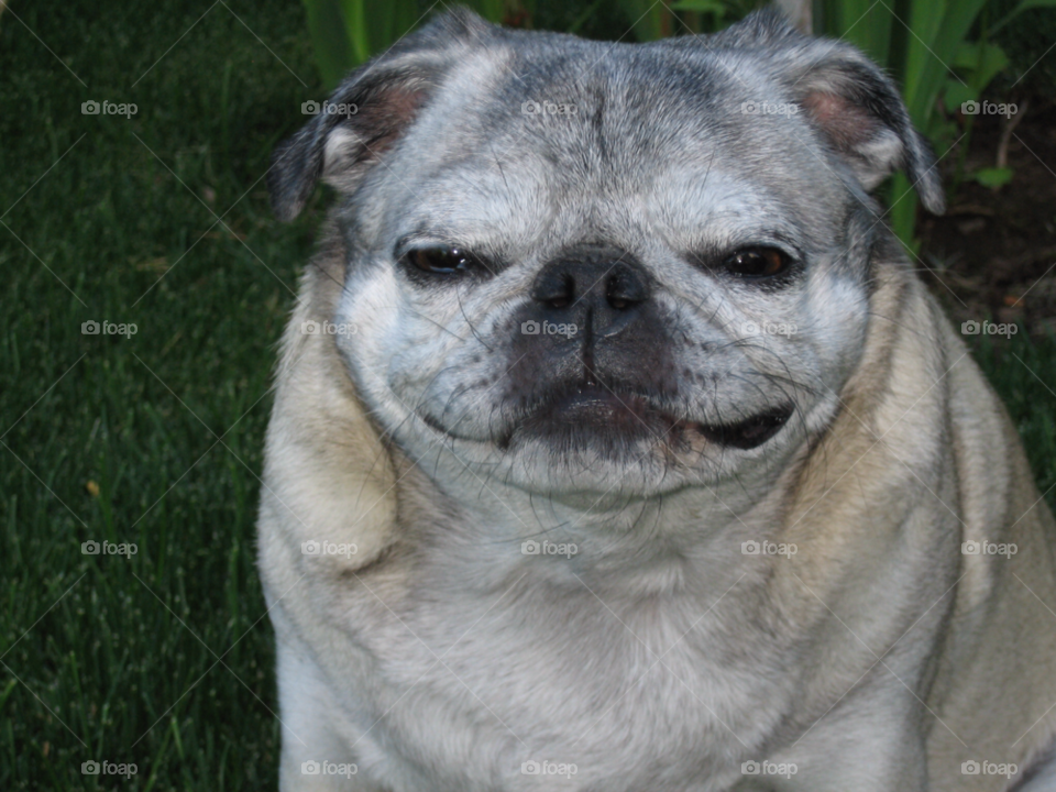 smile pug animal pet by melody